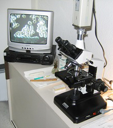 Foto Diagnoseverfahren: Dunkelfeldmikroskopie